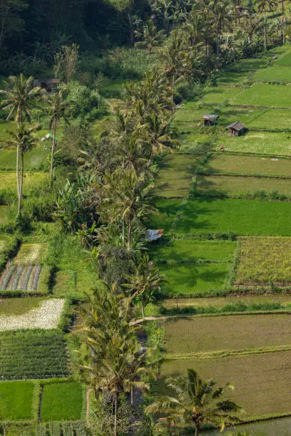 Photo of Crop fields, and rice paddies, near the village of Besakih, Bali, Indonesia.