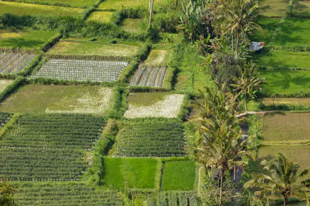 Photo of Crop fields, and rice paddies, near the village of Besakih, Bali, Indonesia.