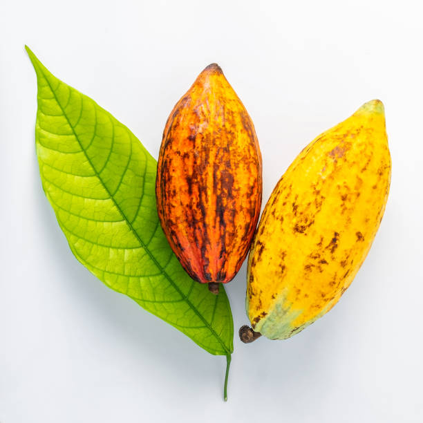istock Fresh cacao pod isolated on white background. 1287446669
