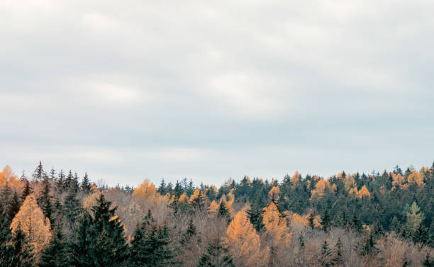 istock View on treetops of mixed coniferous forest, Poland 1287446819