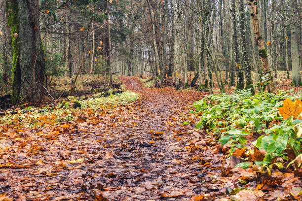 istock Autumn Forest Scenery with Road of Fall Leaves 1287447243