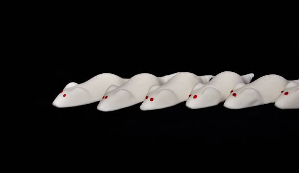 istock white mice from marschmallow, foamy sugar, flat layed in a line on black background 1287448722