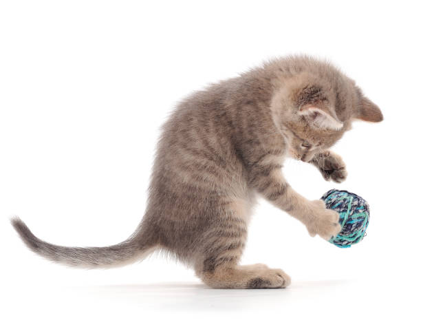 istock Little kitten playing with a ball of yarn. 1287448866