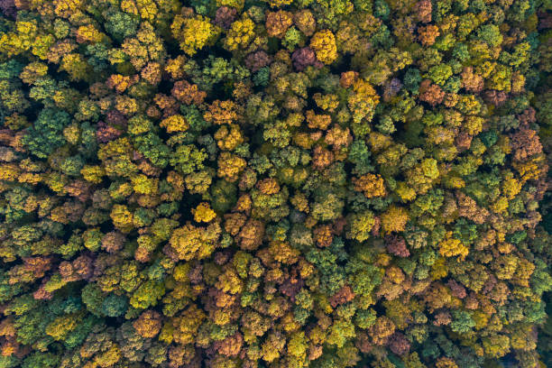 istock Aerial top down view of colorful autumn forest 1287449042