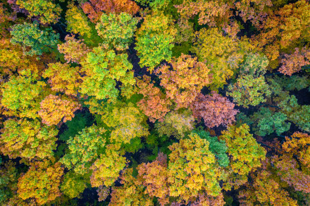 istock Aerial view of color autumn forest 1287449043