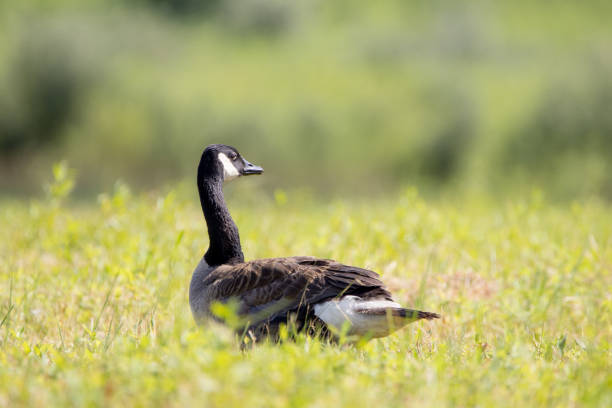 istock Canadian Goose in a Field 1287449070