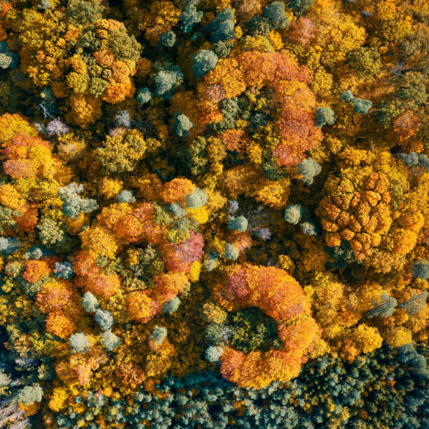 istock Aerial view of color autumn forest 1287449228