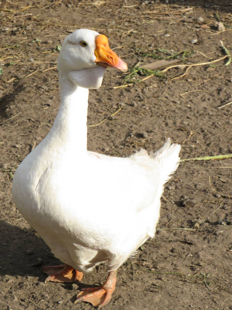 istock White goose in a farmyard on a summer day close-up 1287449932