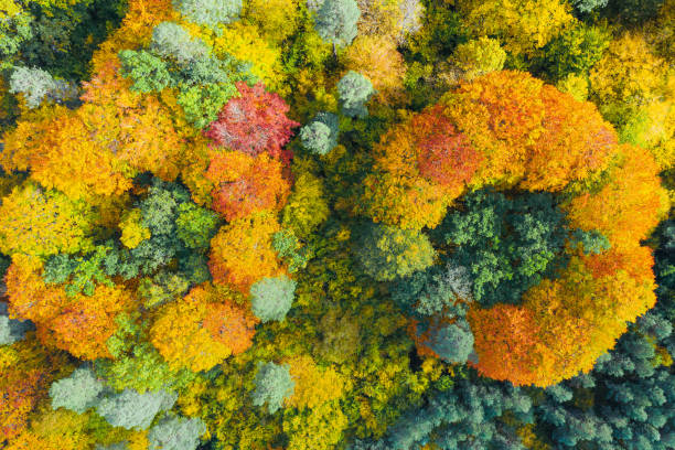 istock Aerial view of color autumn forest 1287449949