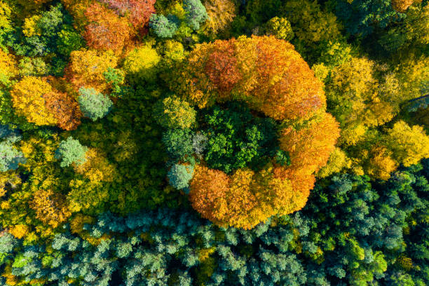 istock Aerial top down view of colorful autumn forest 1287450036