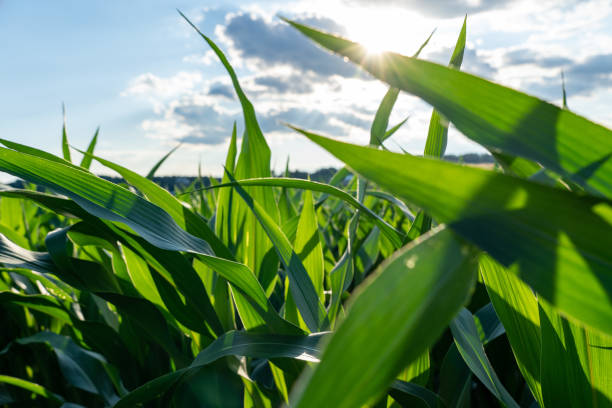 istock Corn Leaves in the Sunshine 1287450983