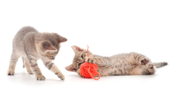 istock Little kittens playing with a ball of yarn. 1287451701