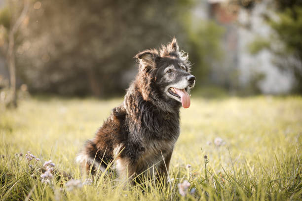furry smiling dog with tongue out Dogs playing outside senior dog stock pictures, royalty-free photos & images