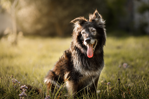 Dogs playing outside