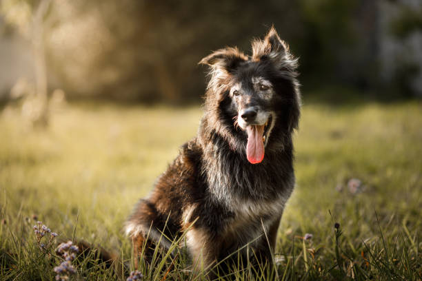 Furry dog smiling with tongue out Dogs playing outside senior dog stock pictures, royalty-free photos & images