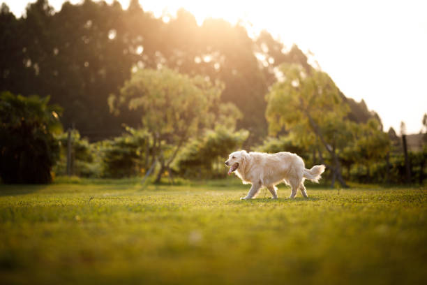 Dogs playing outside