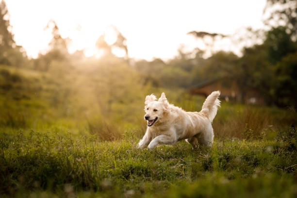 Dog running in the field