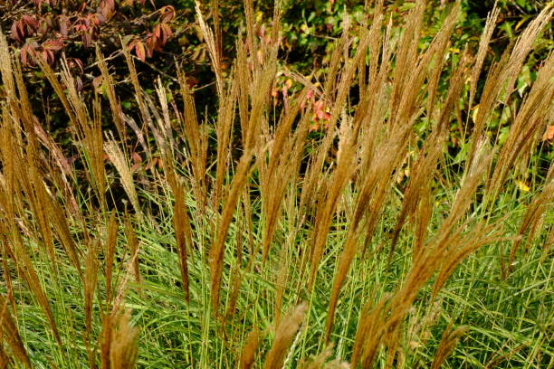istock Miscanthus sinensis 'Far East', moving in the breeze 1287453602