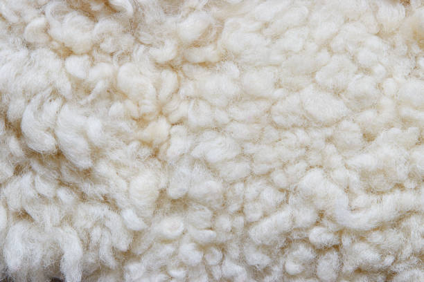 istock White soft wool background, natural sheepskin rug. 1287453720