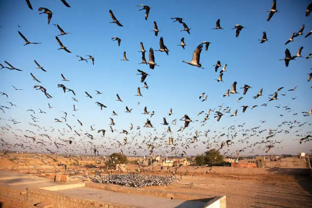 Huge flocks of Demoiselle Cranes flying over village Khichan, Rajasthan, India