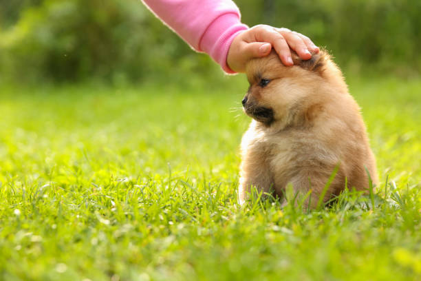 istock funny spitz puppy is on lawn grass 1287454801