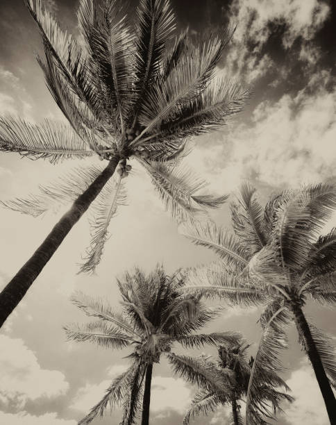 Storm On Palm Trees, Miami, Florida.