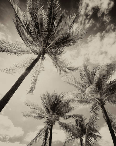 Storm On Palm Trees, Miami, Florida. Storm On Palm Trees, Miami, Florida. Sepia toned. tropical storm photos stock pictures, royalty-free photos & images