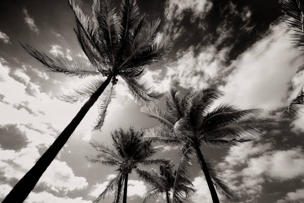 istock Storm On Palm Trees, Miami, Florida. 1287456671