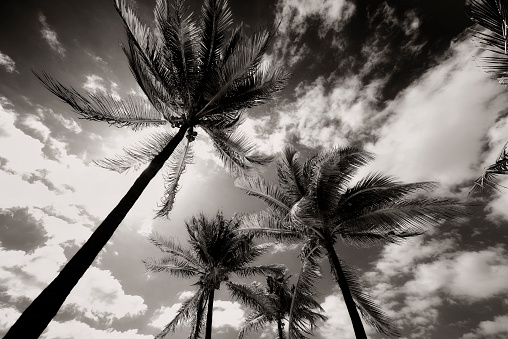 Storm On Palm Trees, Miami, Florida. Sepia toned.