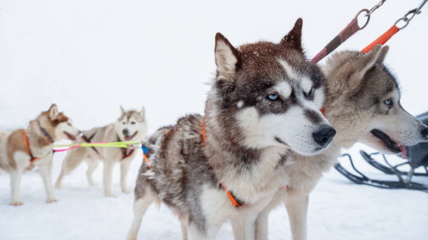 istock Siberian husky in snow winter 1287457077