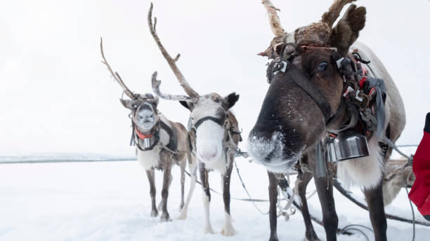 istock Reindeer horn cut group for tourists 1287457715