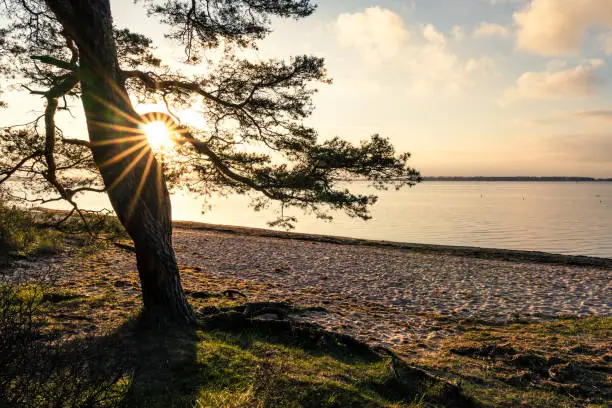 Landscape of the baltic sea with pine tree at the beach in the forground and the sun shining through with beautiful sun star