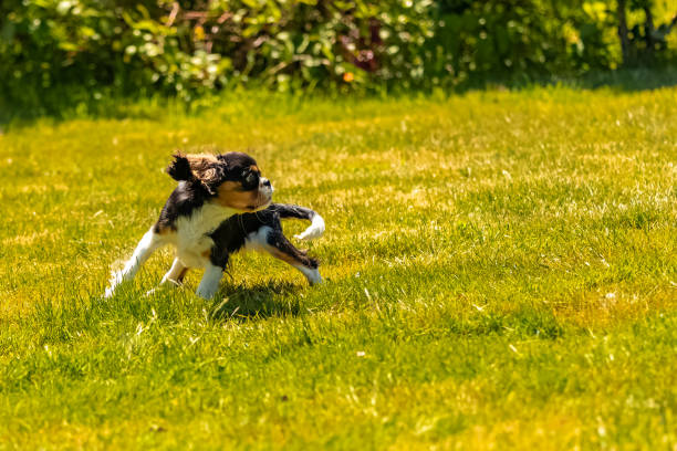 istock A dog cavalier King Charles, puppy 1287460775