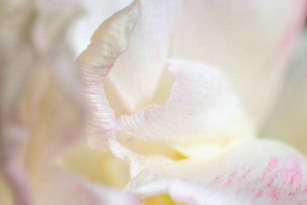 istock Delicate soft blurred white tulip flower background. 1287461011