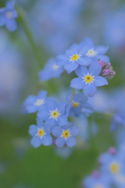 istock Vertical toned tiny flowers background. Bluish colored forget-me-not 1287461021