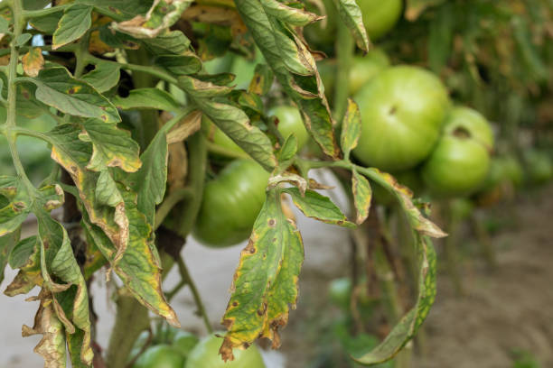 Tomato bush with brown and yellow spots on foliage, fungal problem. Solanaceae family disease stock photo