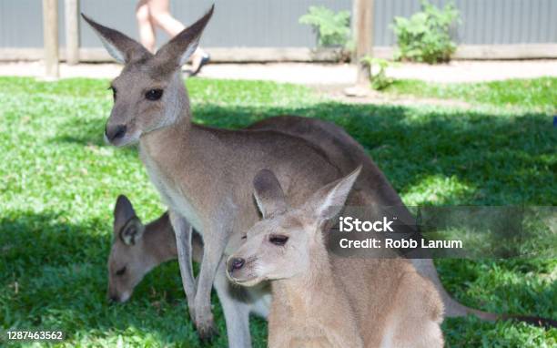 Kangaroos Kuranda Australia Stock Photo - Download Image Now - Animal, Animal Body Part, Animal Head