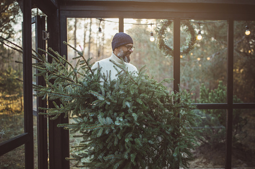 Mature men preparing for Christmas. Bringing Christmas tree to the cottage.