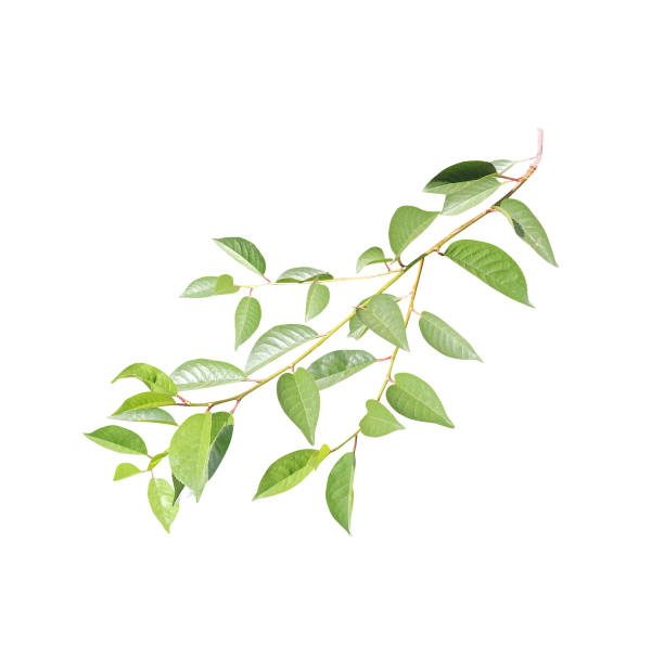 istock Branch with green leaves 1287463867