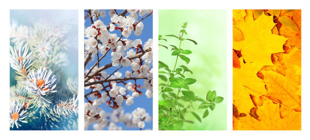 istock Four seasons of year 1287464087