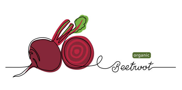 Beetroot vector illustration, background. One line drawing art illustration with lettering organic beetroot Beetroot vector illustration, background. One line drawing art illustration with lettering organic beetroot. common beet stock illustrations
