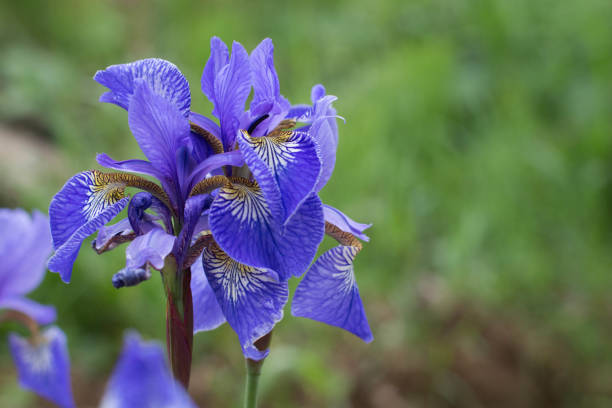 istock Bright blue Iris flowers with a yellow center close-up. 1287466333