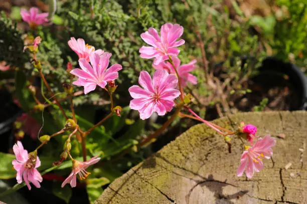 Pink Lewisia cotyledon flowers blooming in the garden.