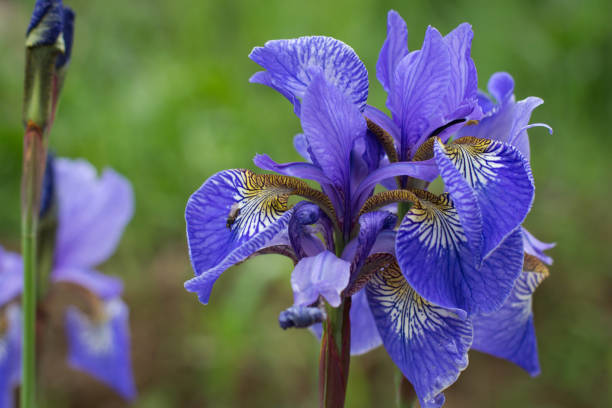 istock Bright blue Iris flowers with a yellow center close-up. 1287466575