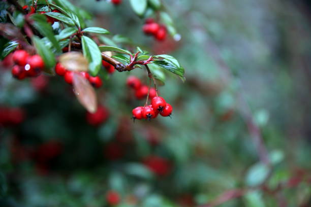 istock Shrub with red berries and shiny green leaves under the rain 1287466702