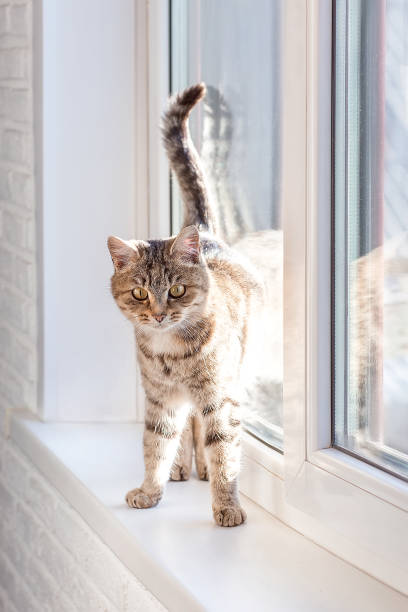 istock Cute gray tabby cat is standing (sitting) on the window. Look at me. 1287466705
