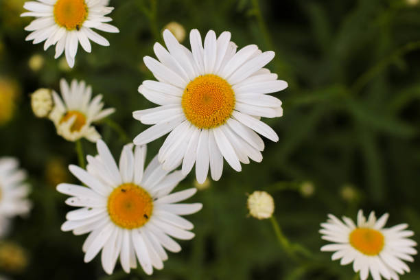 istock Branches of fresh chamomile. Matricaria chamomilla blooming. 1287466760