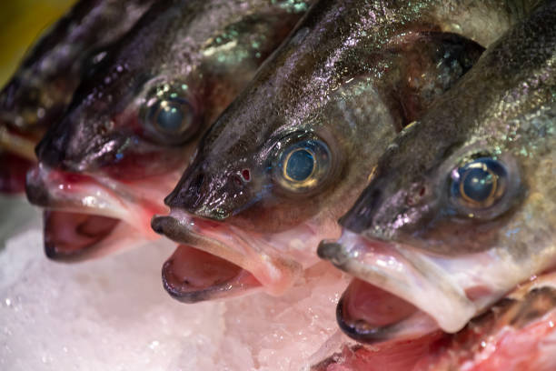 istock Fresh sea bass at a fishmonger's 1287466870
