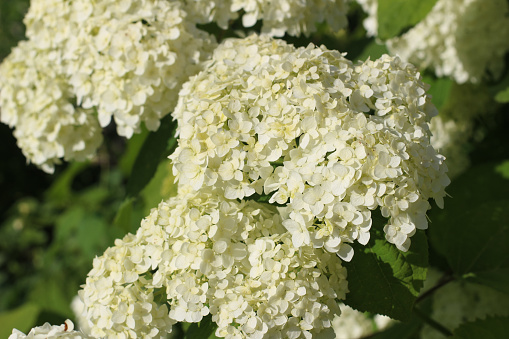 Wonderful blooming white Hydrangea arborescens, commonly known as smooth hydrangea, wild hydrangea Limelight in a garden. Closeup of White Hydrangea Flowers in Afternoon Sunlight.