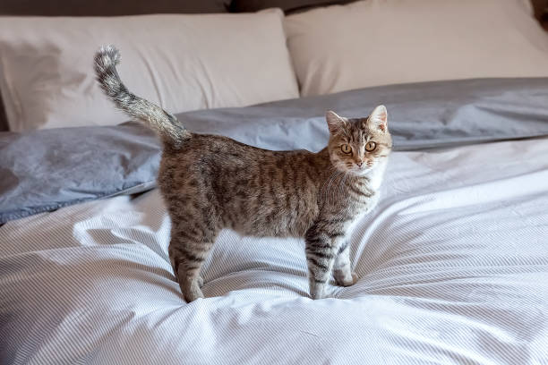 istock Cute gray tabby cat is standing on the bed at home. He waves his tail playfully. 1287467131